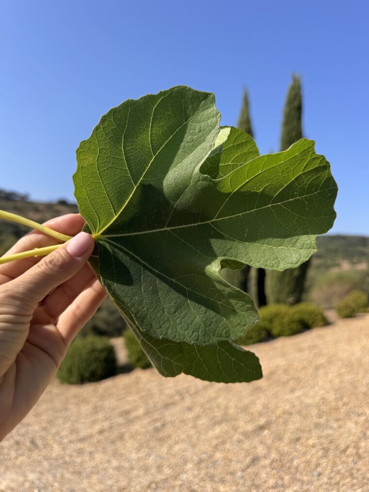 fig leaf iced tea